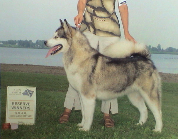 Fully grown sale alaskan malamute